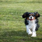 Pes beží po tráve