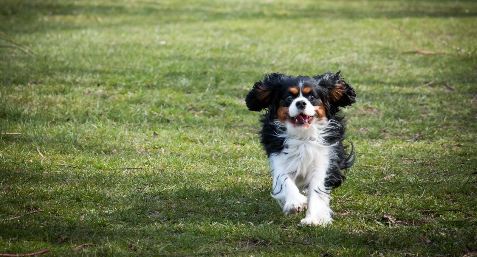 Pes beží po tráve