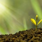 investície, zrod semiačka v rastlinu