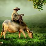 Pasúci sa byvol a pastier sediaci na ňom