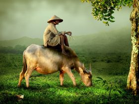 Pasúci sa byvol a pastier sediaci na ňom