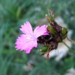 fialový kvet v tráve