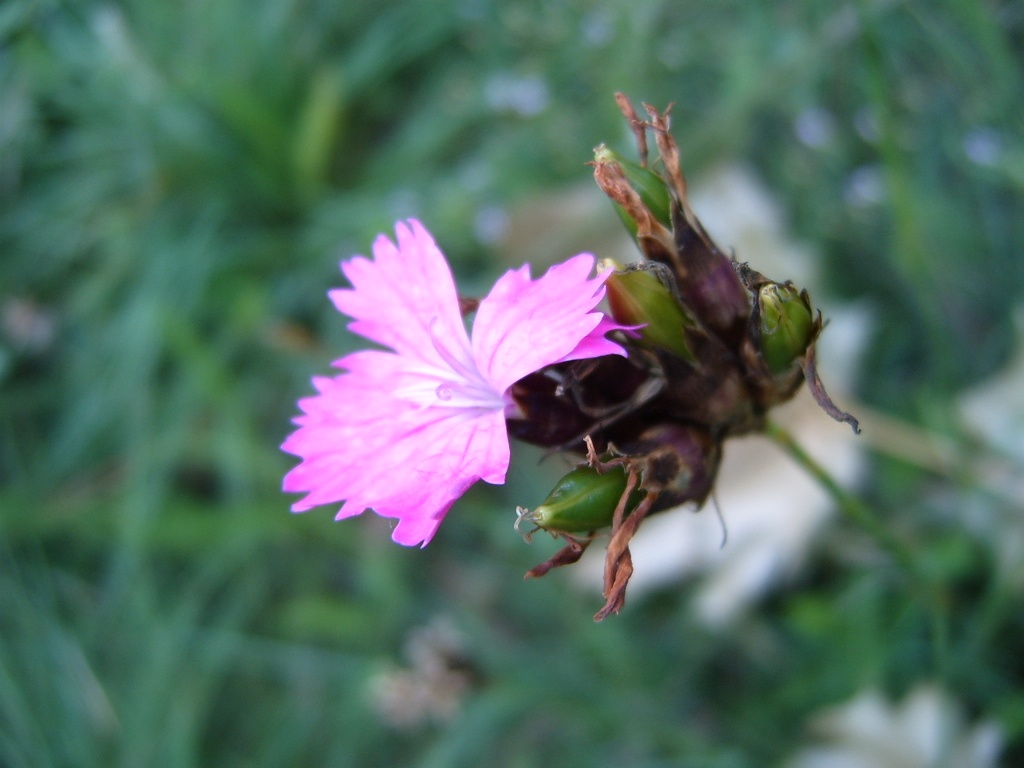 fialový kvet v tráve