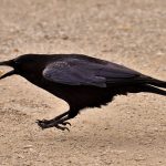 havran s korisťou v zobáku