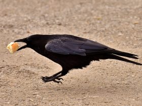 havran s korisťou v zobáku