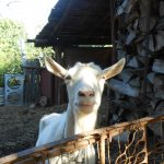 zvedavá koza na dvore