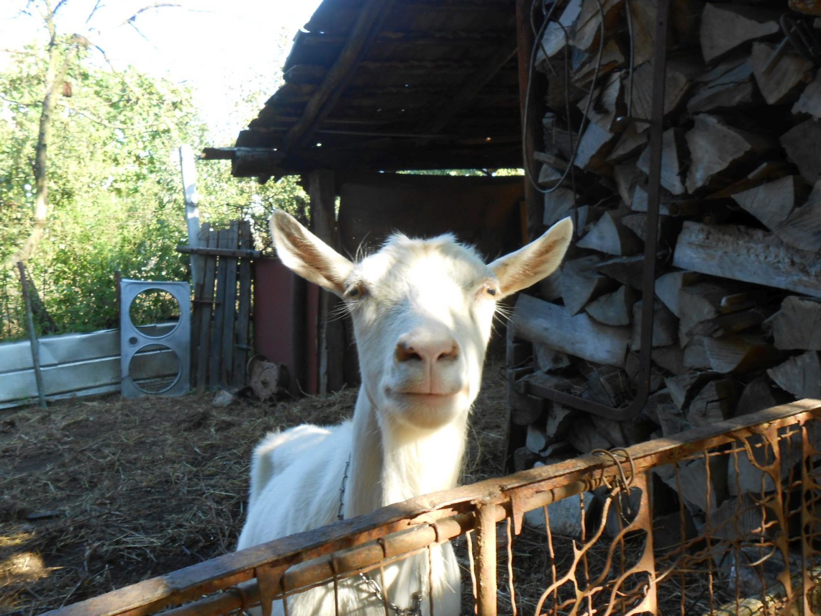 zvedavá koza na dvore