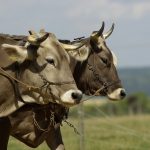 zapriahnuté dva voly