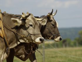 zapriahnuté dva voly