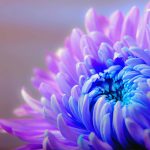 modro-fialová chryzantéma