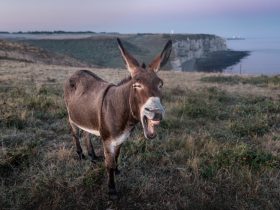 smejúci sa osol na pobreží