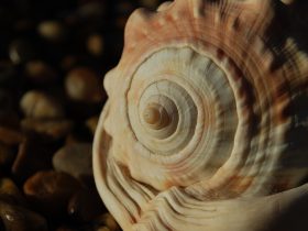 fibonacci mušľa