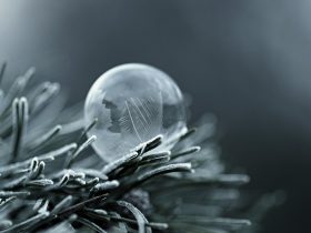 mrazivé obrazce v bubline na zimnom ihličí