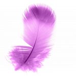 purpurové anjelské pierko