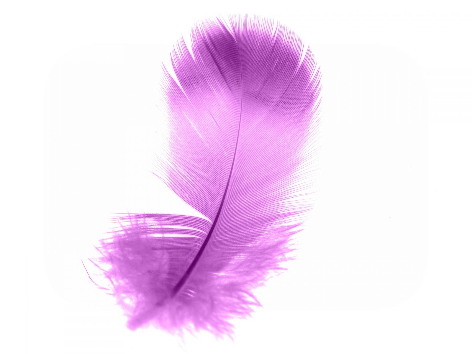 purpurové anjelské pierko