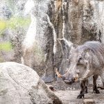 diviak stojaci pri skale