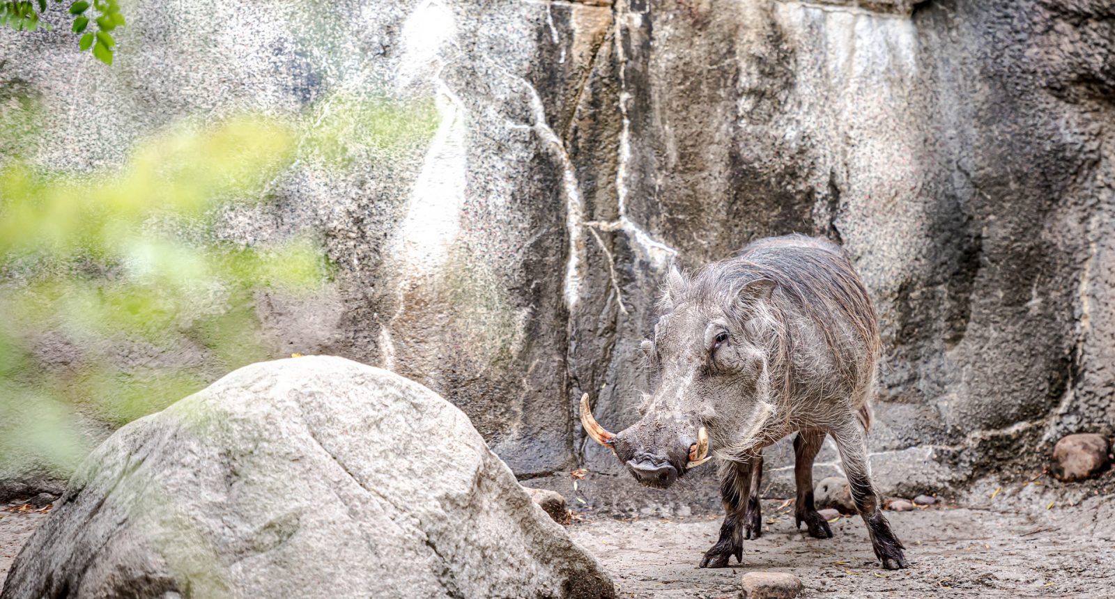 diviak stojaci pri skale