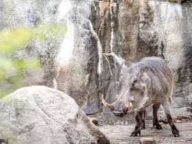 diviak stojaci pri skale