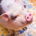 prasiatko s ružovým ňufákom pozerajúce hore