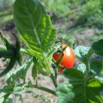 červená paradajka a listy rastliny