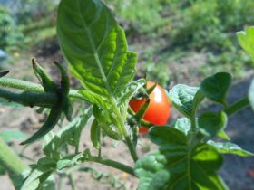 červená paradajka a listy rastliny