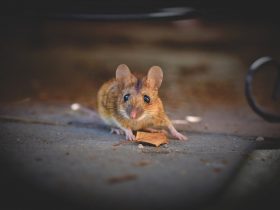 myš a pred ňou jesenný spadnutý list zo stromu