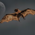 letiaci netopier za splnu