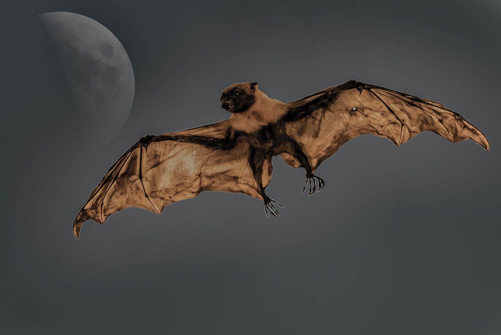 letiaci netopier za splnu