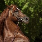 divoký kôň s uzdou