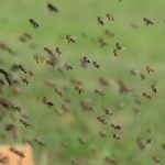 letiace včely do úľa