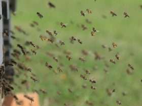 letiace včely do úľa