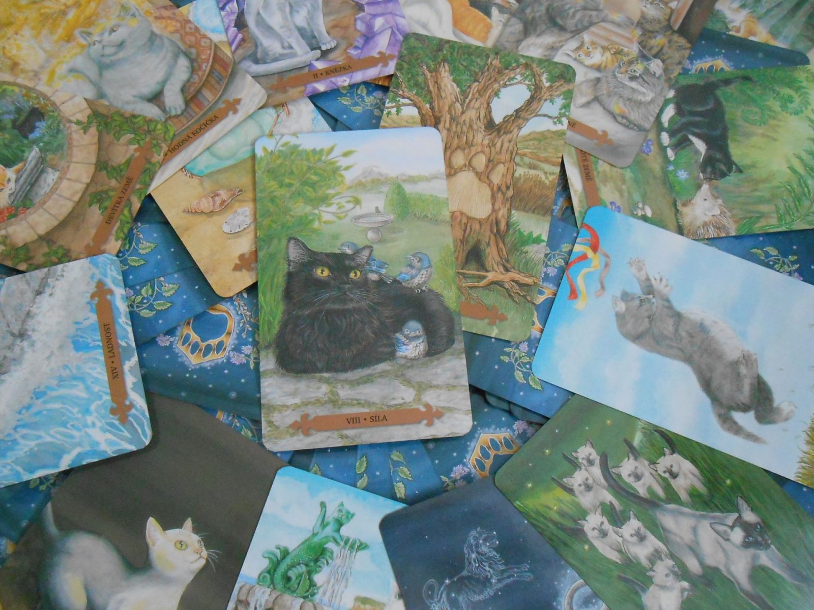Kočičí tarot karty