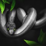 Šedý had so zelenými očami