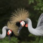 pár vtákov žeriavov