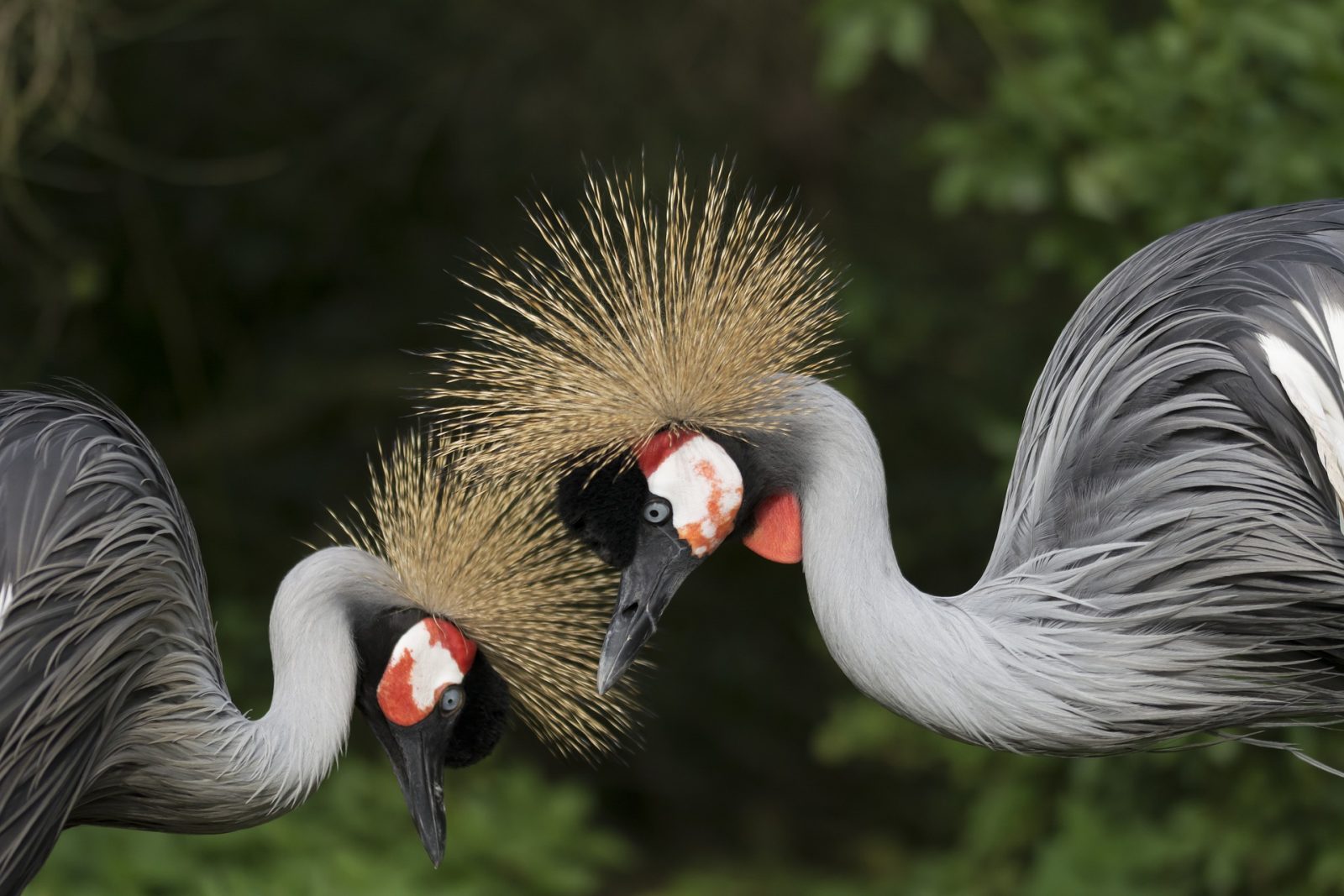 pár vtákov žeriavov