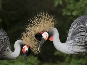 pár vtákov žeriavov