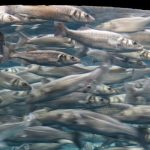 pohyb veľa rýb vo vode