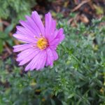 kvapky dažďa na chryzantéme