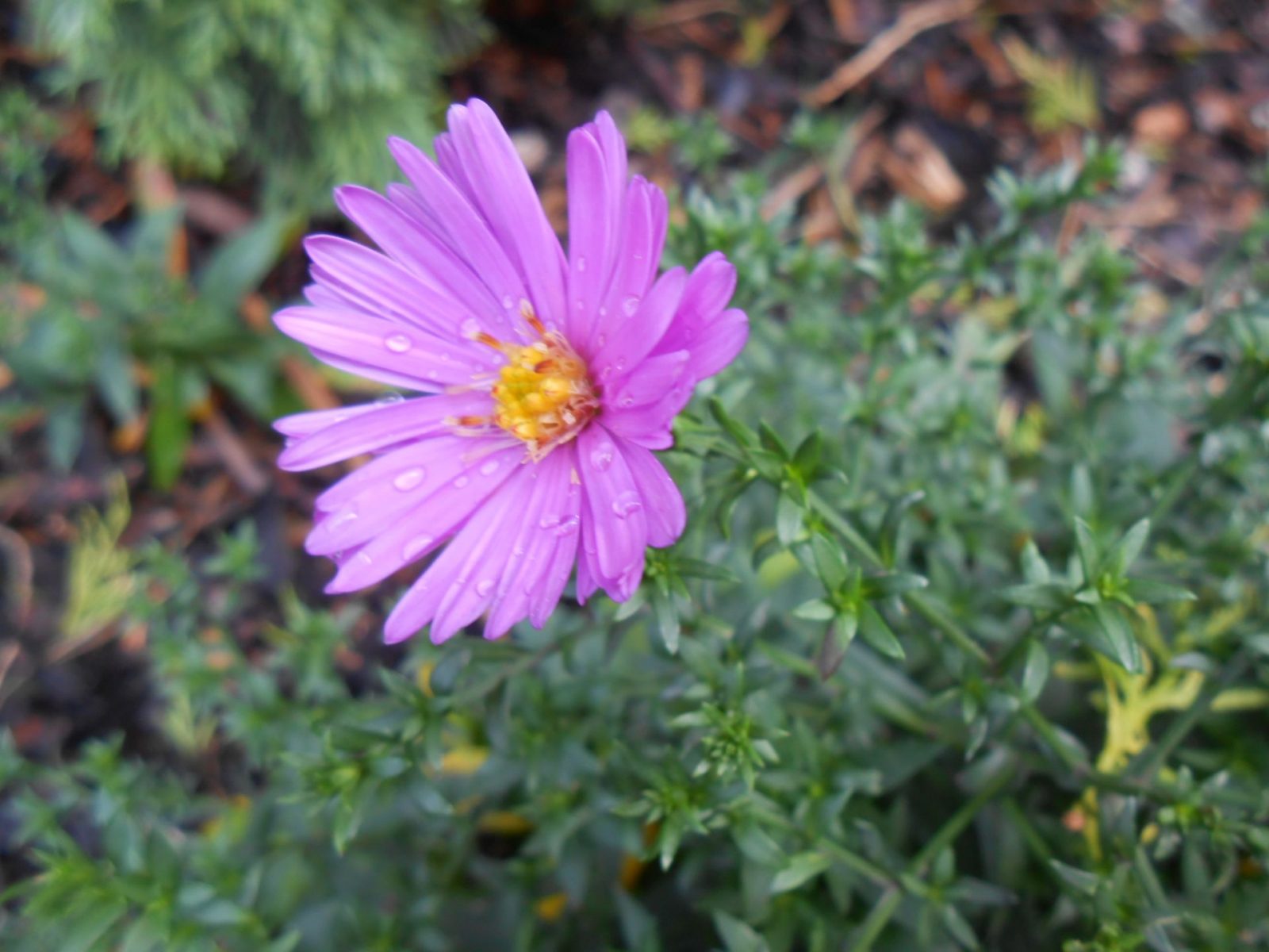 kvapky dažďa na chryzantéme