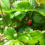 jahoda pod jahodovými listami