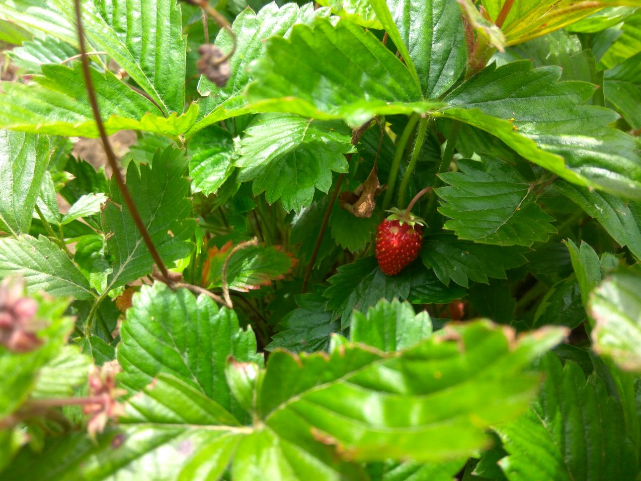 jahoda pod jahodovými listami