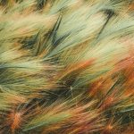 sfarbená tráva učesaná vetrom