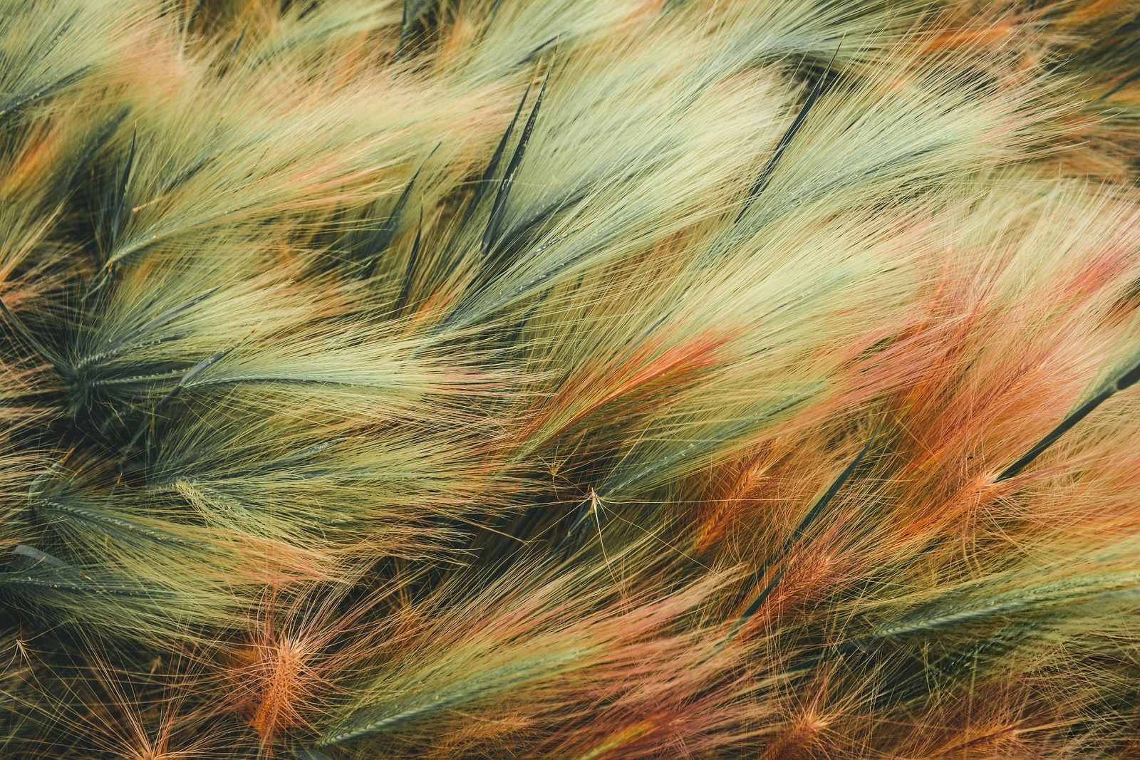 sfarbená tráva učesaná vetrom