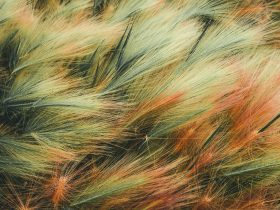 sfarbená tráva učesaná vetrom