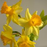 žlté narcisy