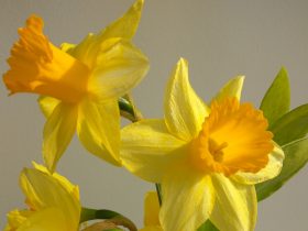 žlté narcisy