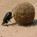 chrobák hovnivál a guľa