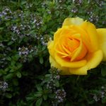 žltá ruža medzi materinou dúškou