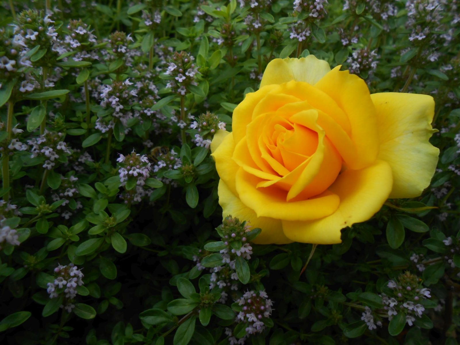 žltá ruža medzi materinou dúškou