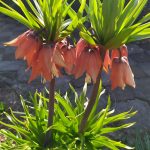 kráľovská ľalia pri zámkovej dlažbe